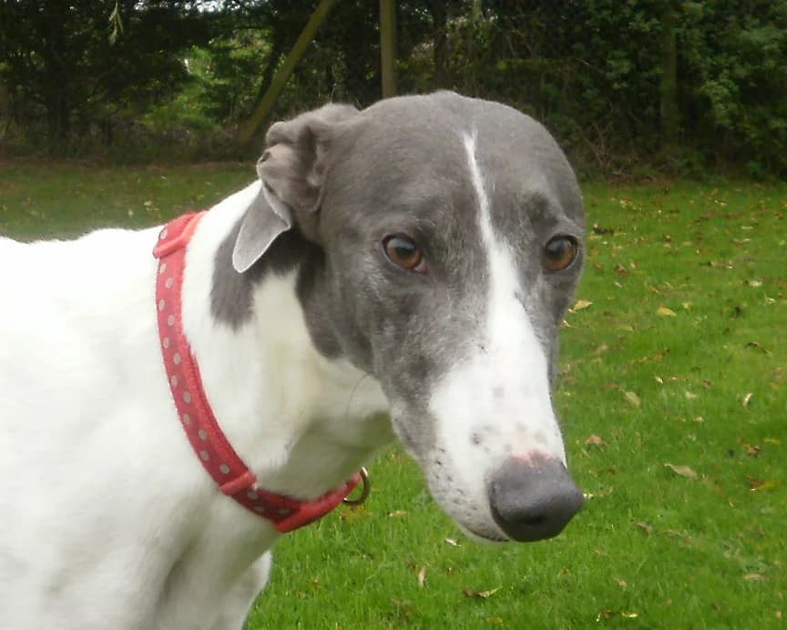 Winnie, senior Greyhound for adoption at Fen Bank Greyhound Sanctuary, Friskney