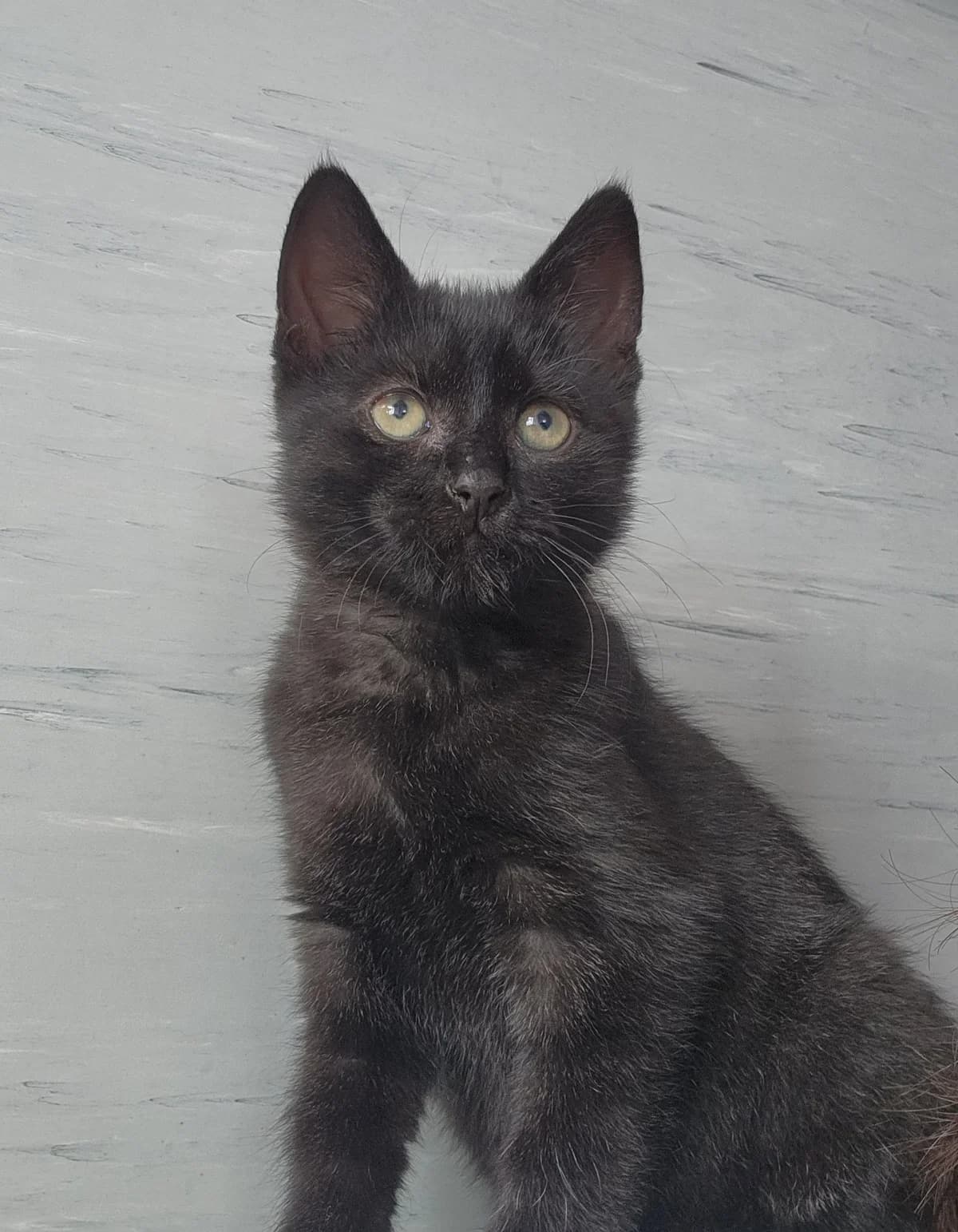 AJ and Sticklebricks, male puppy Mixed Breed Cat for adoption at Ferne Animal Sanctuary, Chard