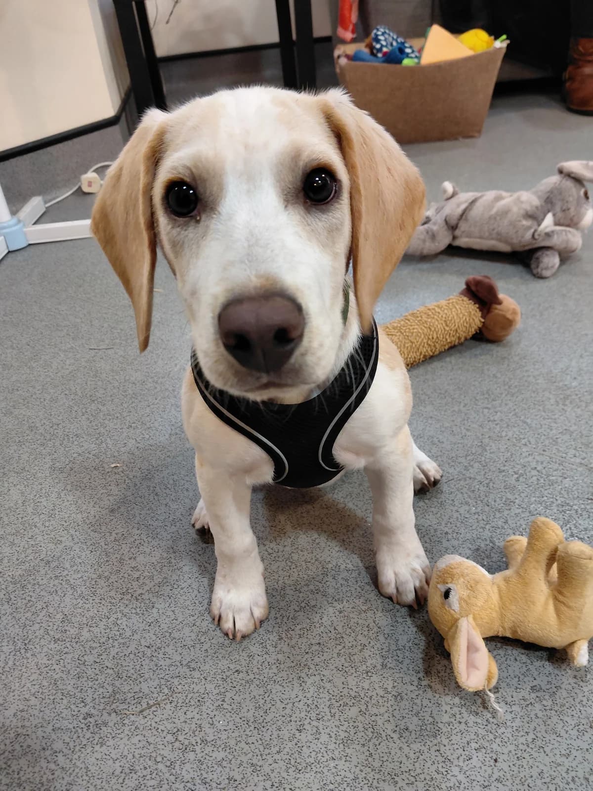 Buster, male puppy Beagle for adoption at Ferne Animal Sanctuary, Chard