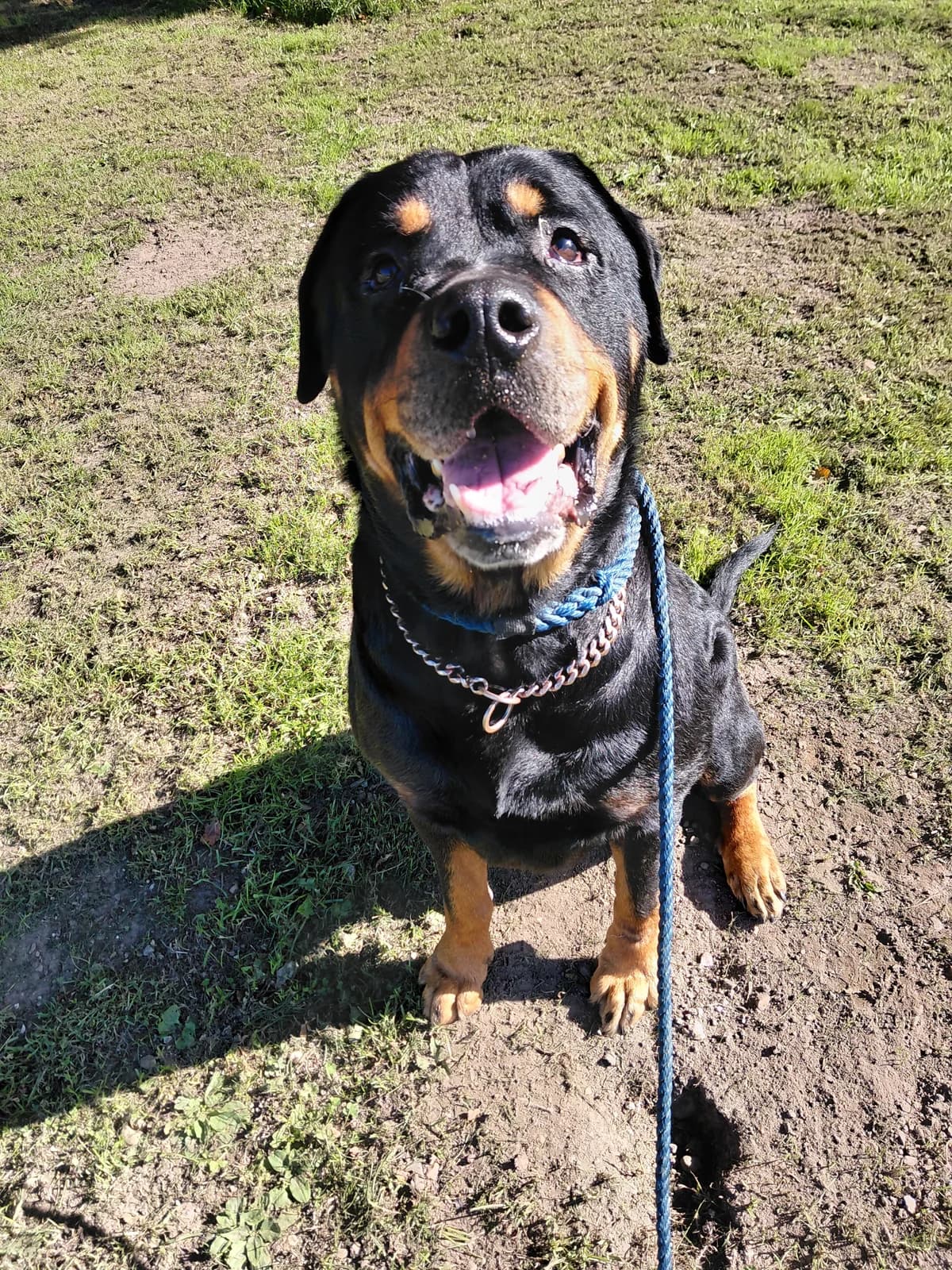Callie, male 5yo Rottweiler for adoption at Ferne Animal Sanctuary, Chard