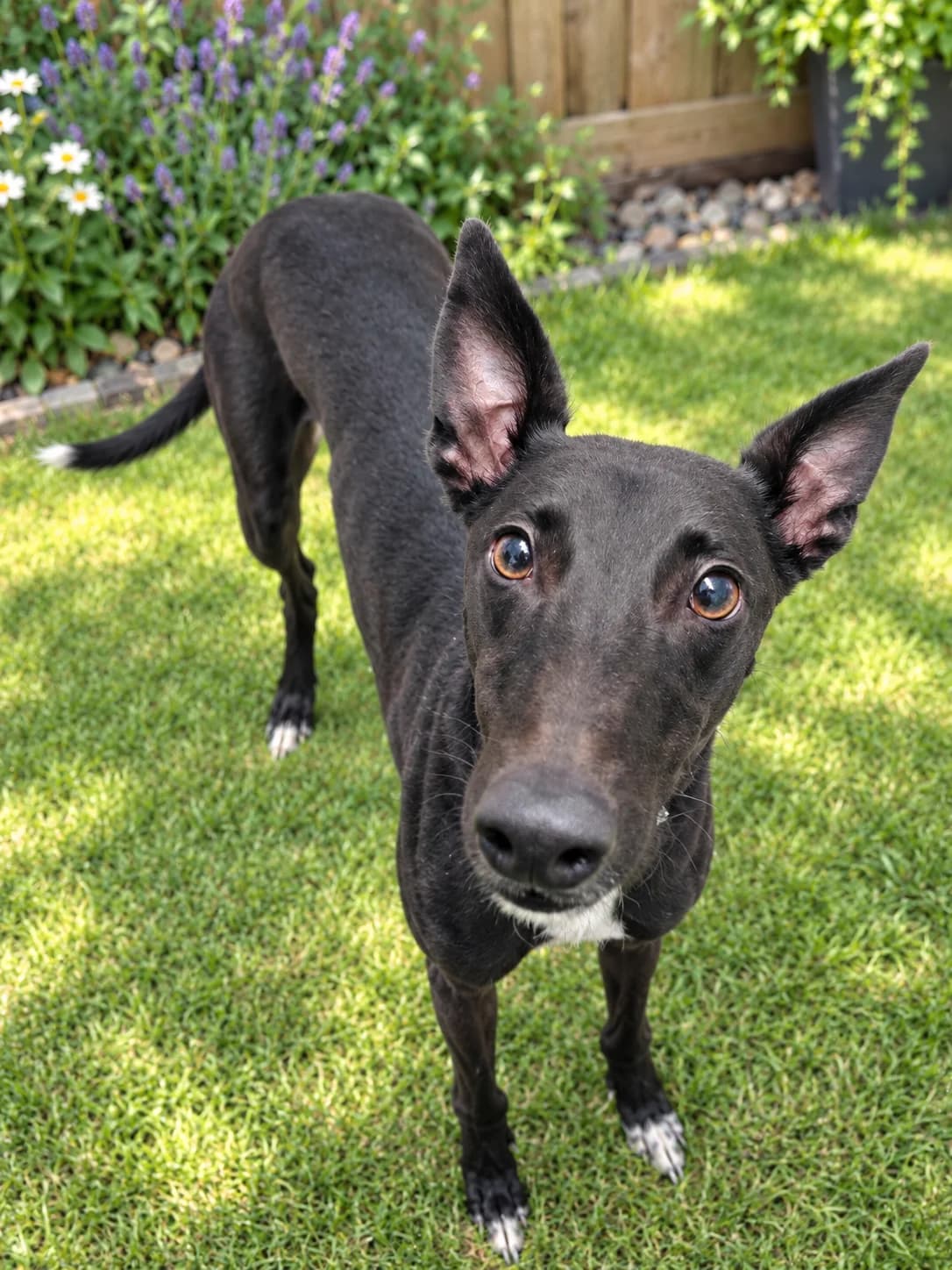 Del, male 3yo Greyhound for adoption at Ferne Animal Sanctuary, Chard