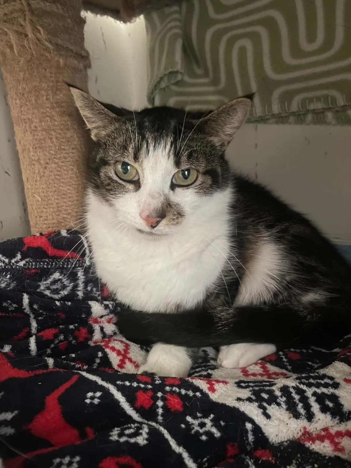 Gizmo and Nemo, male 7yo Mixed Breed Cat for adoption at Ferne Animal Sanctuary, Chard