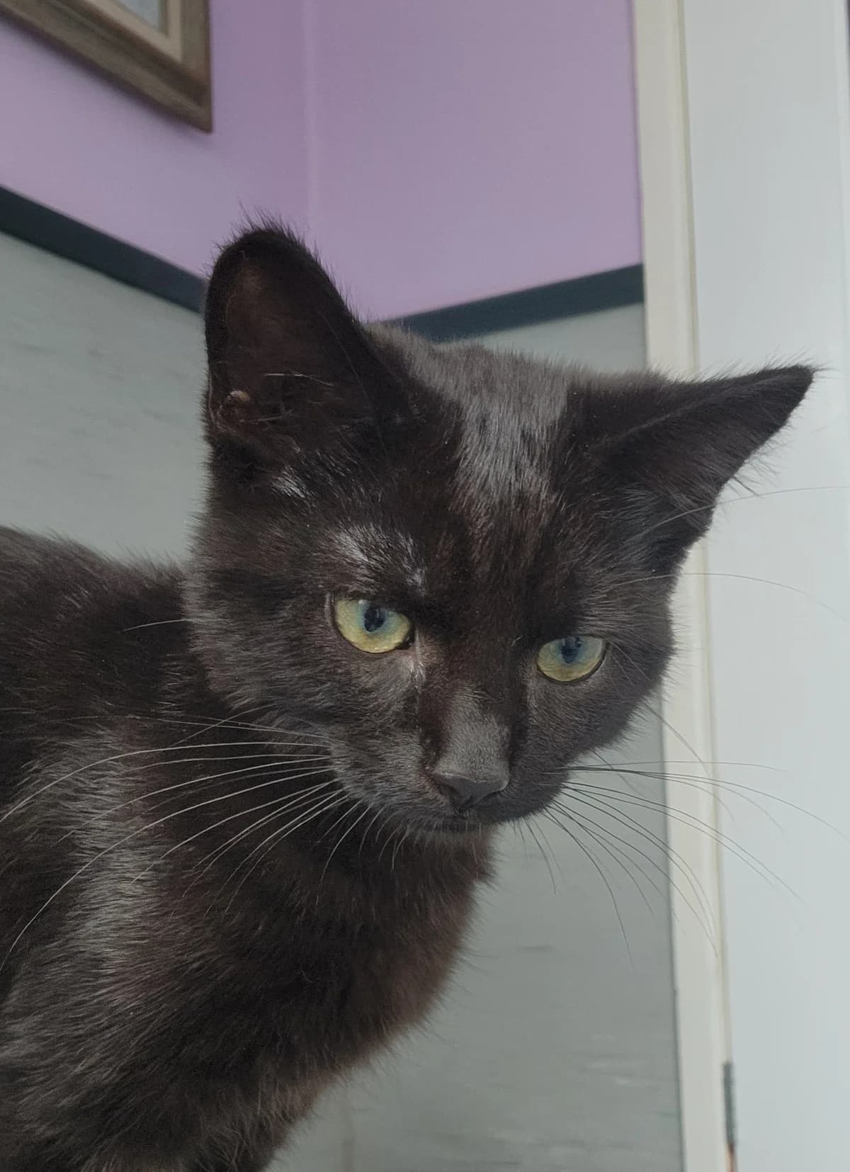 Lego and Rubiks, male puppy Mixed Breed Cat for adoption at Ferne Animal Sanctuary, Chard