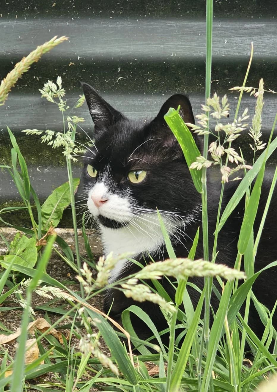 Leo, male senior Mixed Breed Cat for adoption at Ferne Animal Sanctuary, Chard