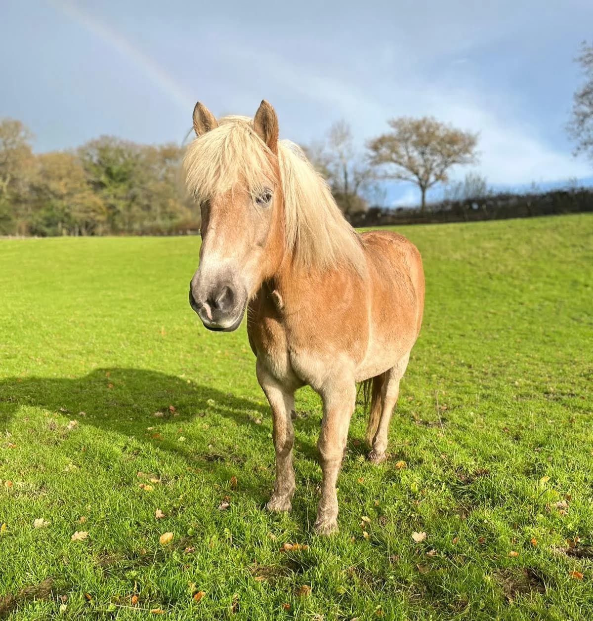 Lily, female senior mixed breed for adoption at Ferne Animal Sanctuary, Chard