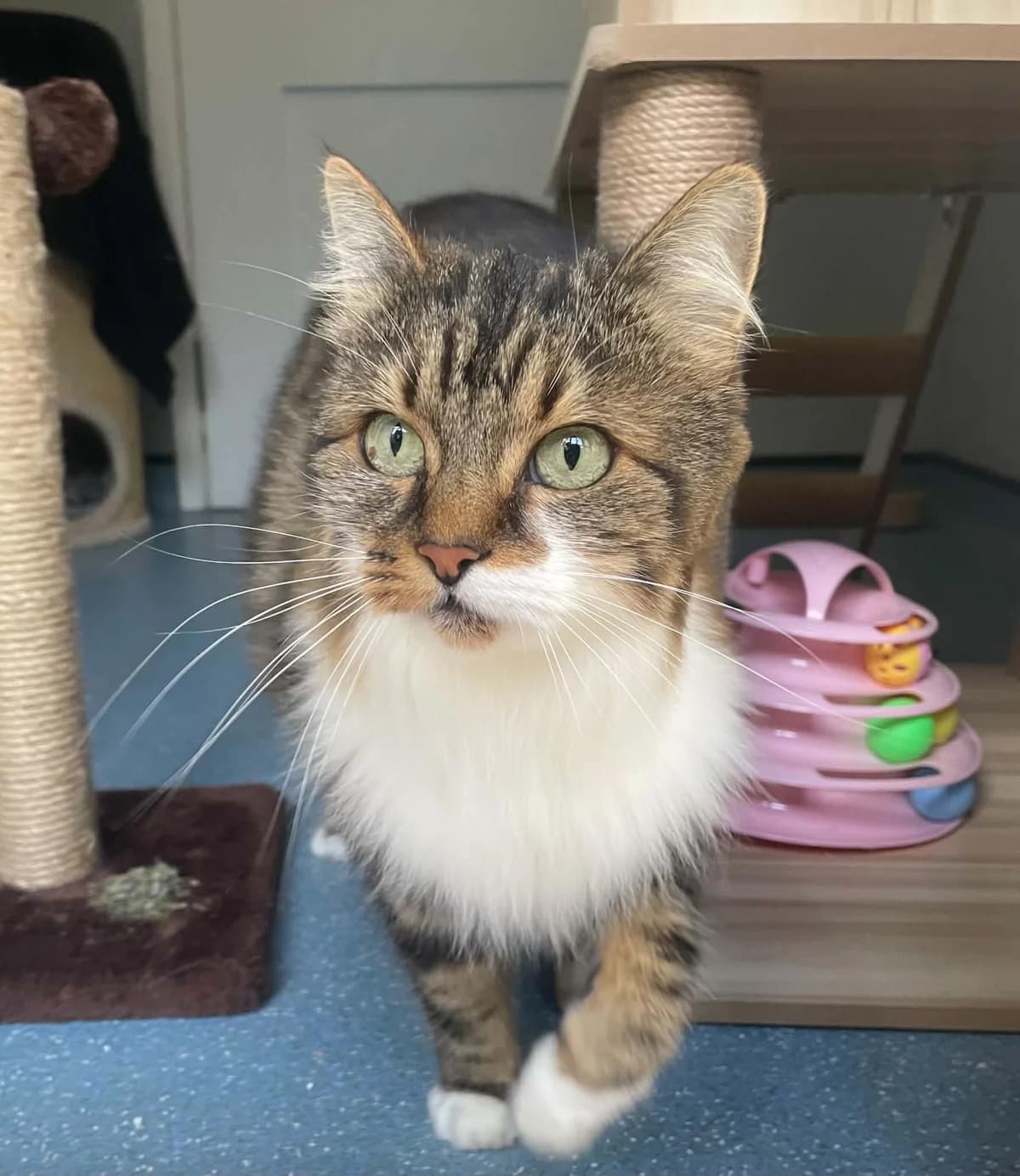 Molly, female 5yo Mixed Breed Cat for adoption at Ferne Animal Sanctuary, Chard