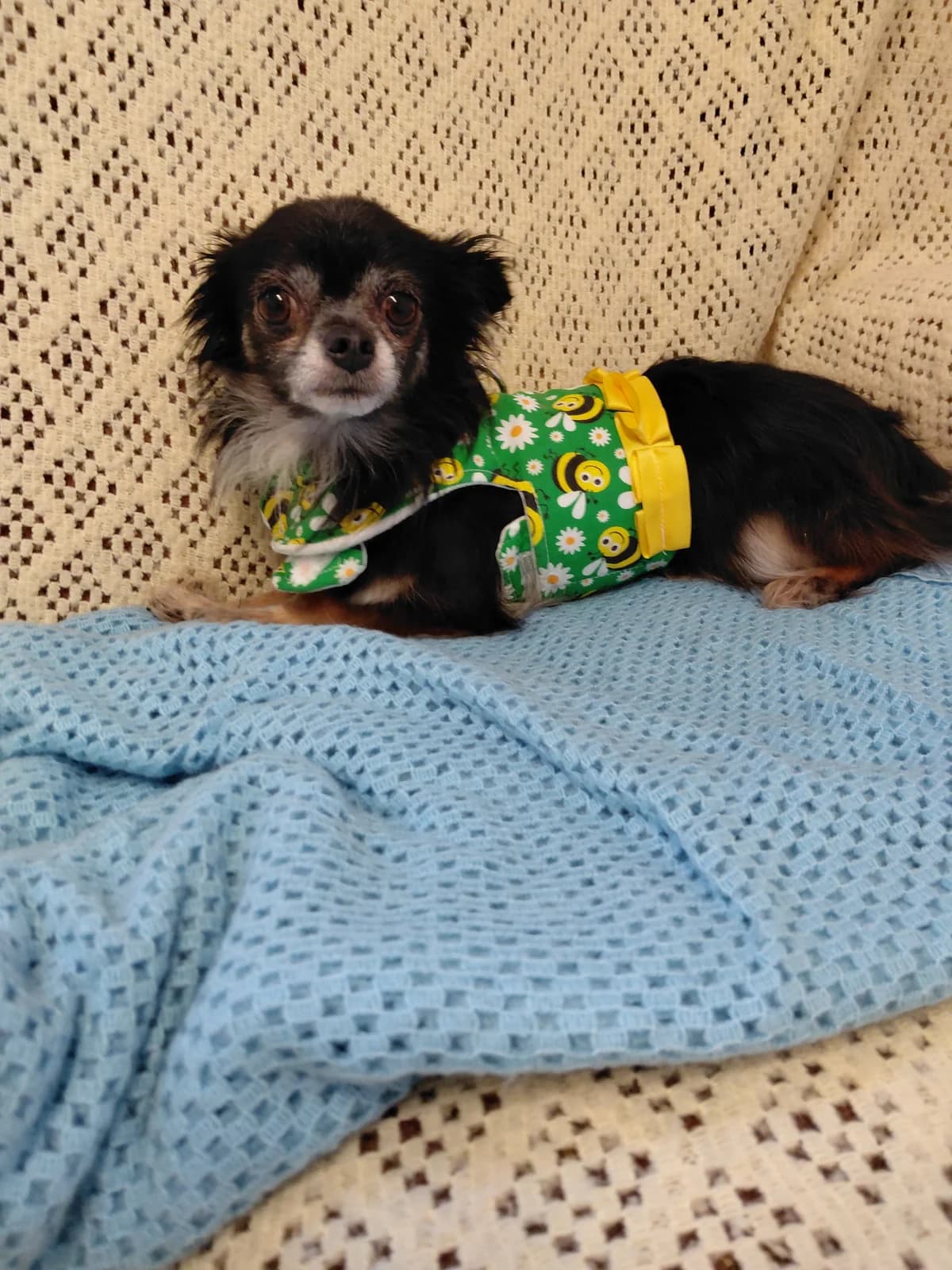 Otter, male 4yo Chihuahua for adoption at Ferne Animal Sanctuary, Chard