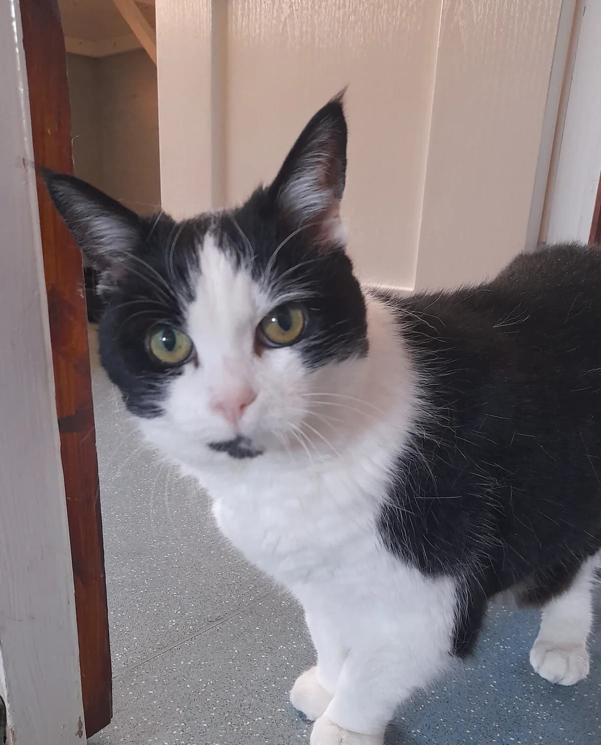 Pixie, female senior Mixed Breed Cat for adoption at Ferne Animal Sanctuary, Chard