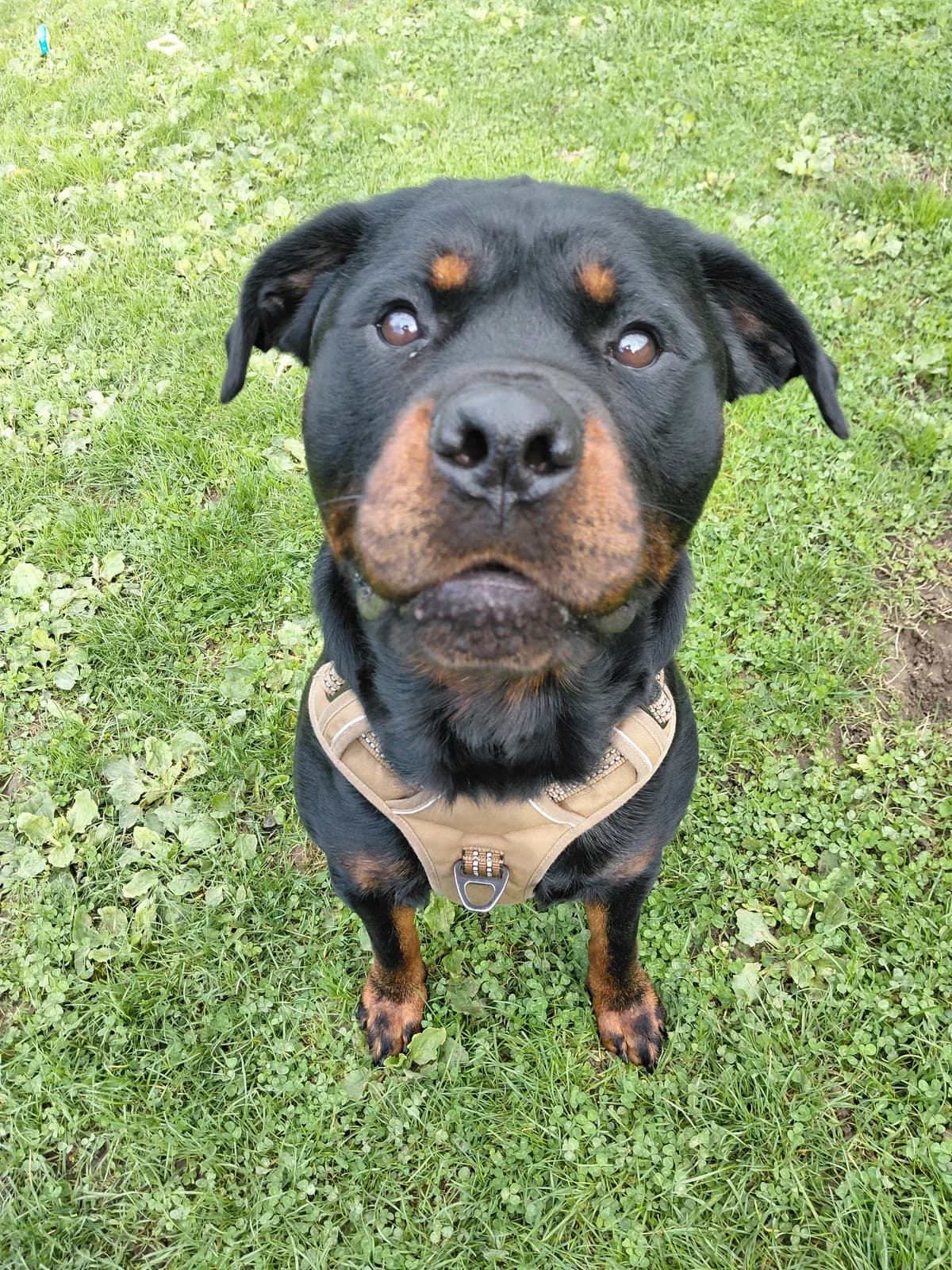 Reggie, male young Rottweiler for adoption at Ferne Animal Sanctuary, Chard
