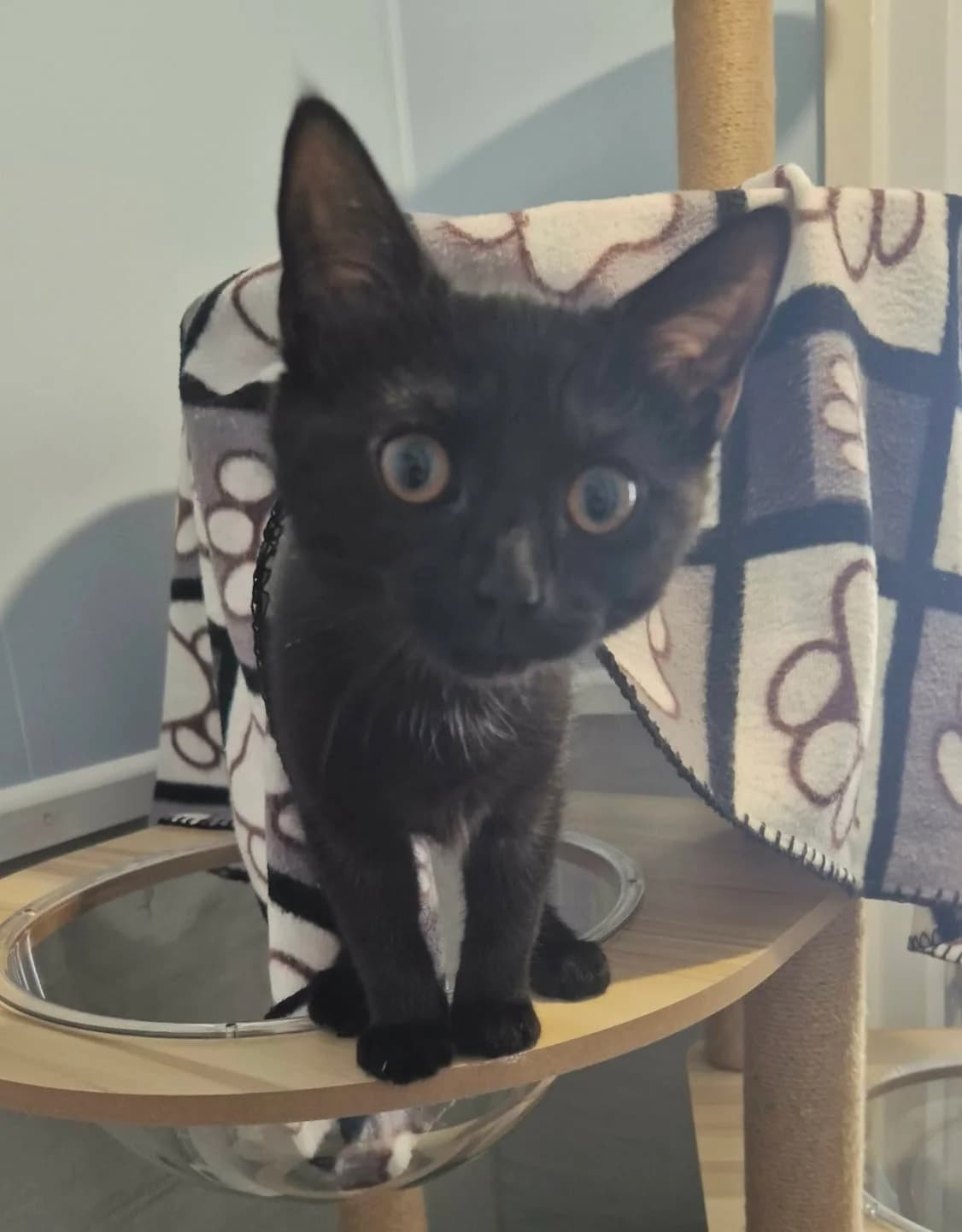 Sabrina, female puppy Mixed Breed Cat for adoption at Ferne Animal Sanctuary, Chard