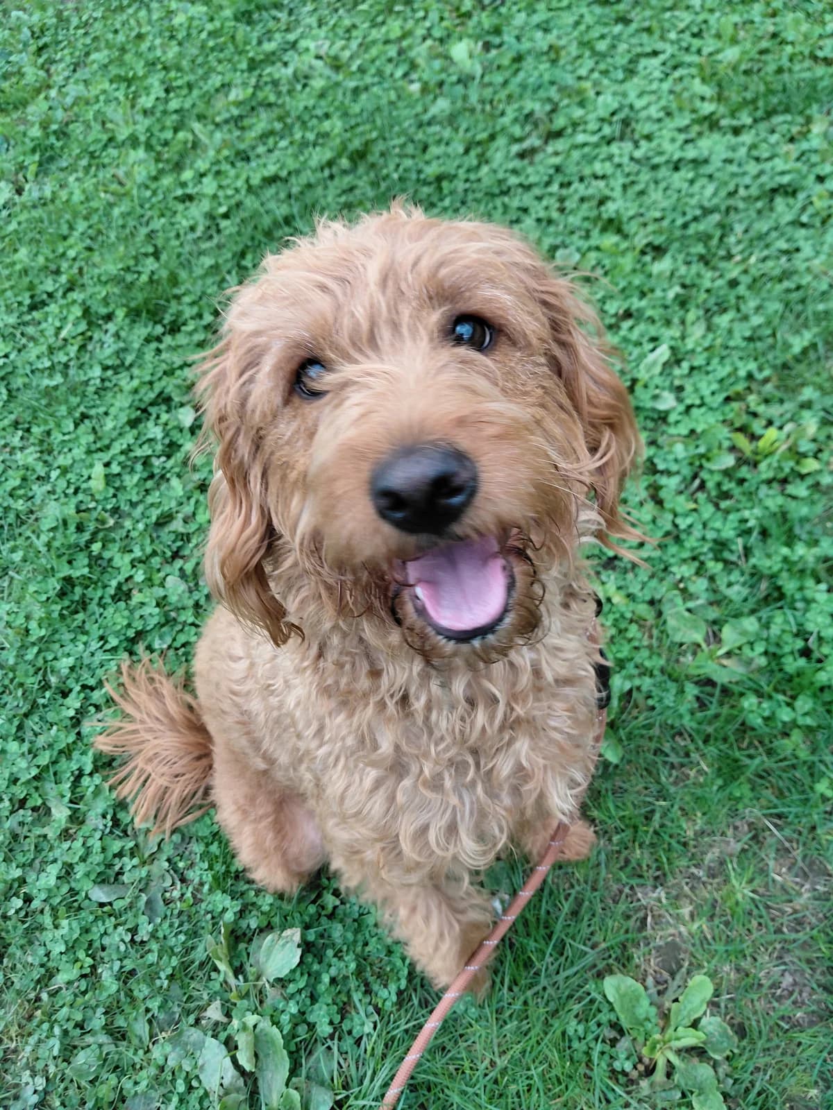 Sansa, female young Labradoodle for adoption at Ferne Animal Sanctuary, Chard
