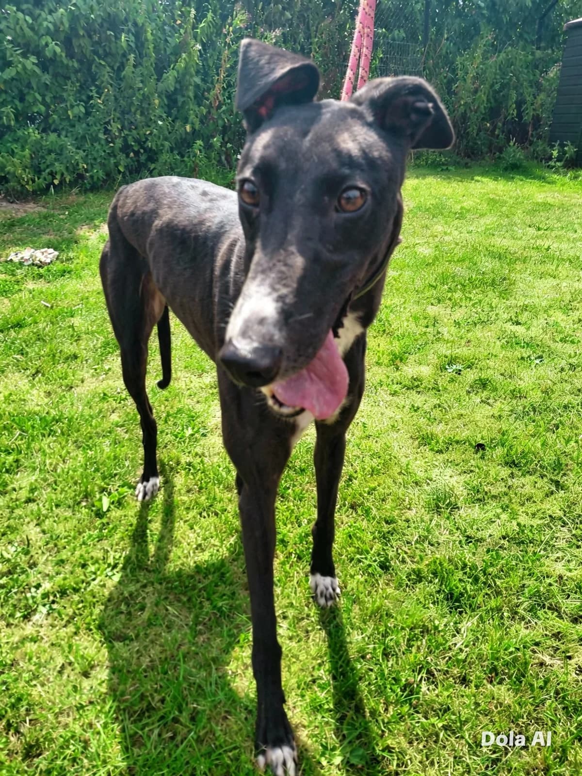 Stanley, male 4yo Greyhound for adoption at Ferne Animal Sanctuary, Chard