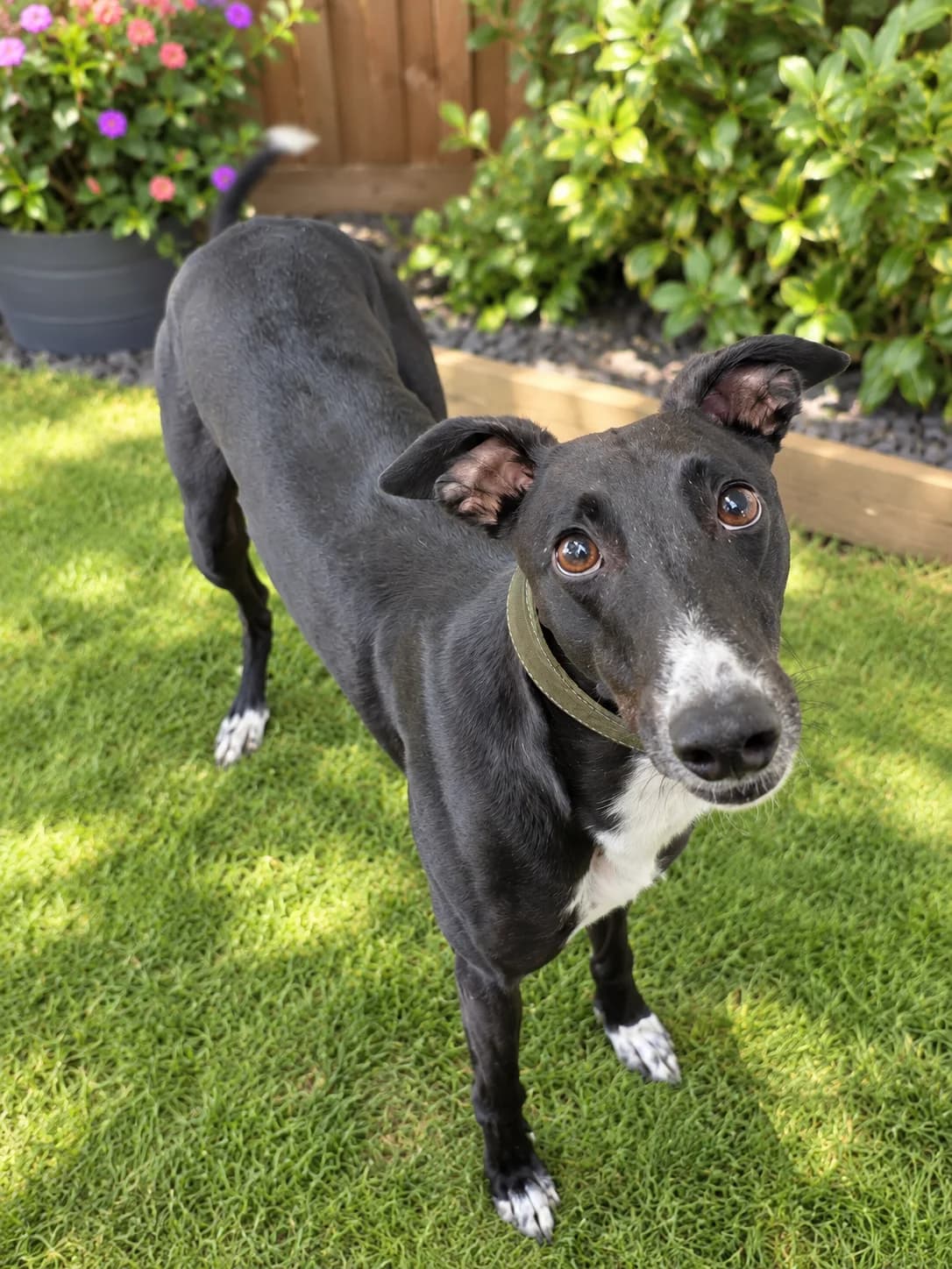 Stanley, male 5yo Greyhound for adoption at Ferne Animal Sanctuary, Chard