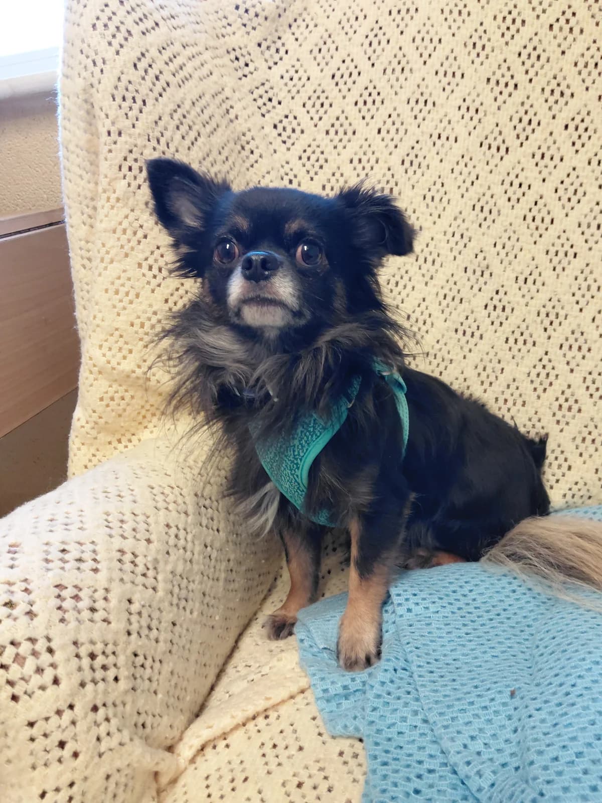 Tarka, male young Chihuahua for adoption at Ferne Animal Sanctuary, Chard