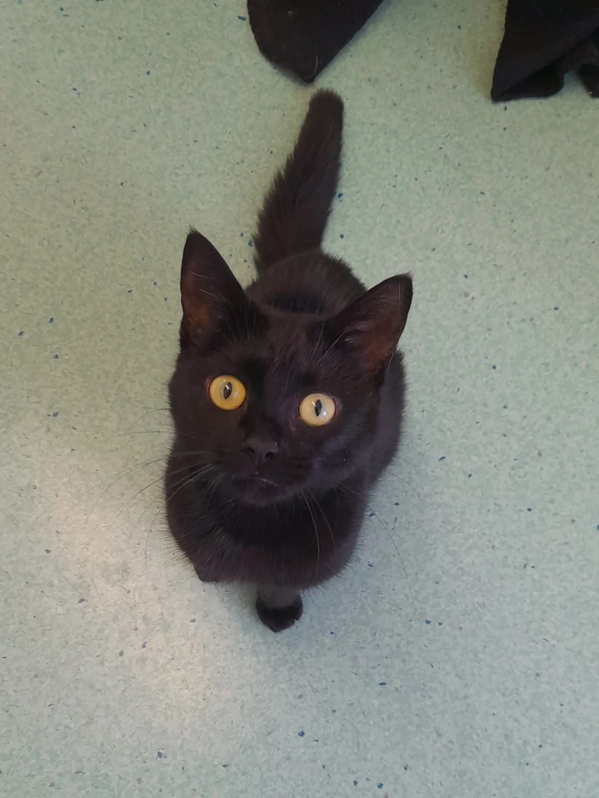 Timmy Spatula, male Mixed Breed Cat for adoption at Ferne Animal Sanctuary, Chard