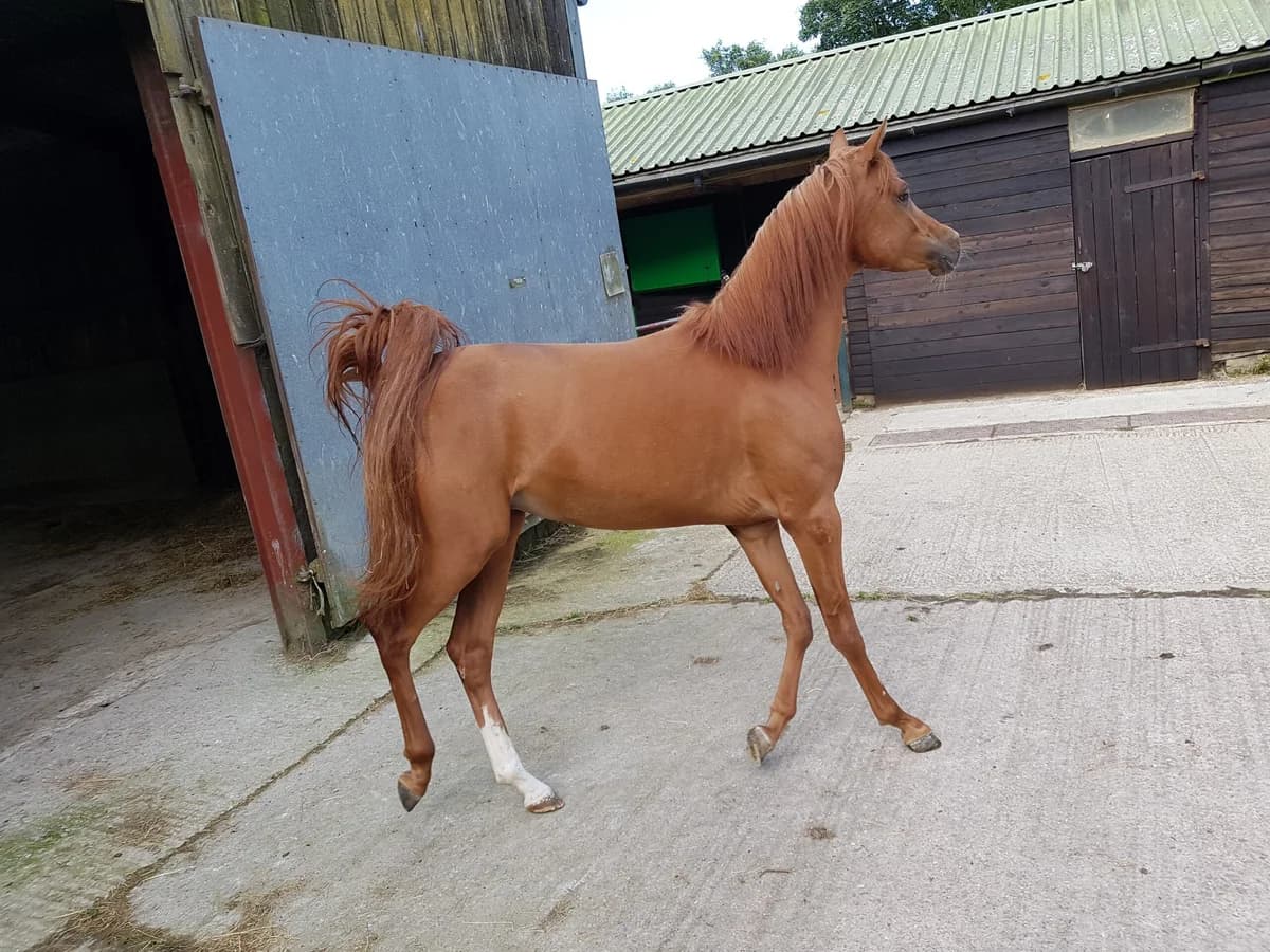 Toffee, male senior mixed breed for adoption at Ferne Animal Sanctuary, Chard