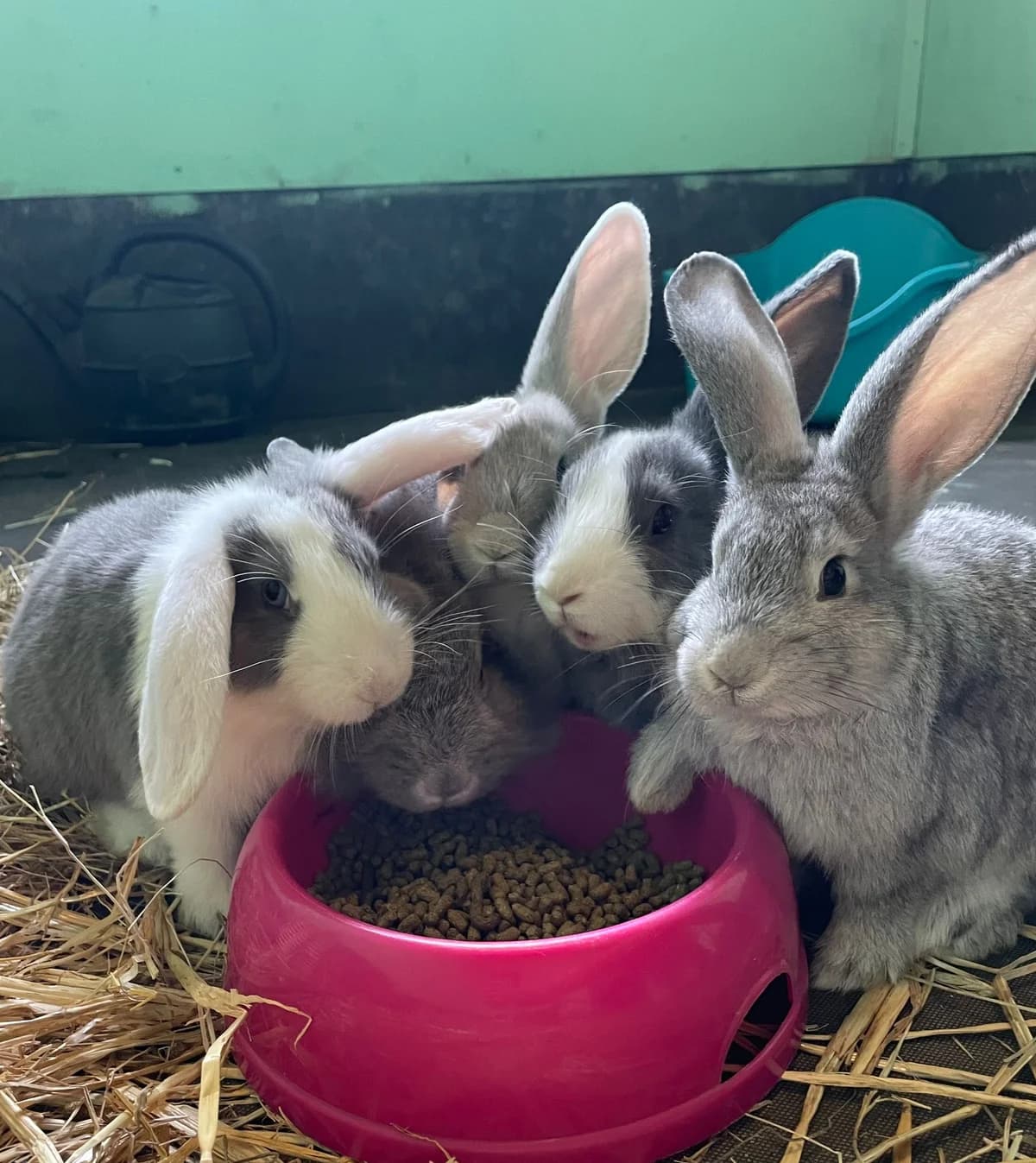 Watership Down family, female mixed breed for adoption at Ferne Animal Sanctuary, Chard