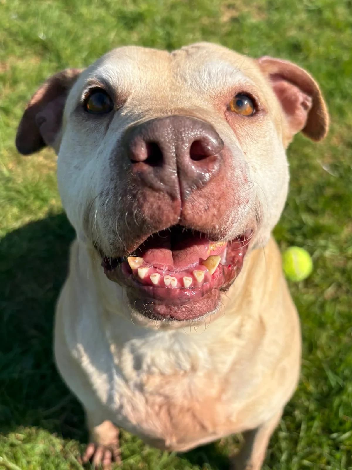 Bambi, female mixed breed for adoption at Fetcher Dog