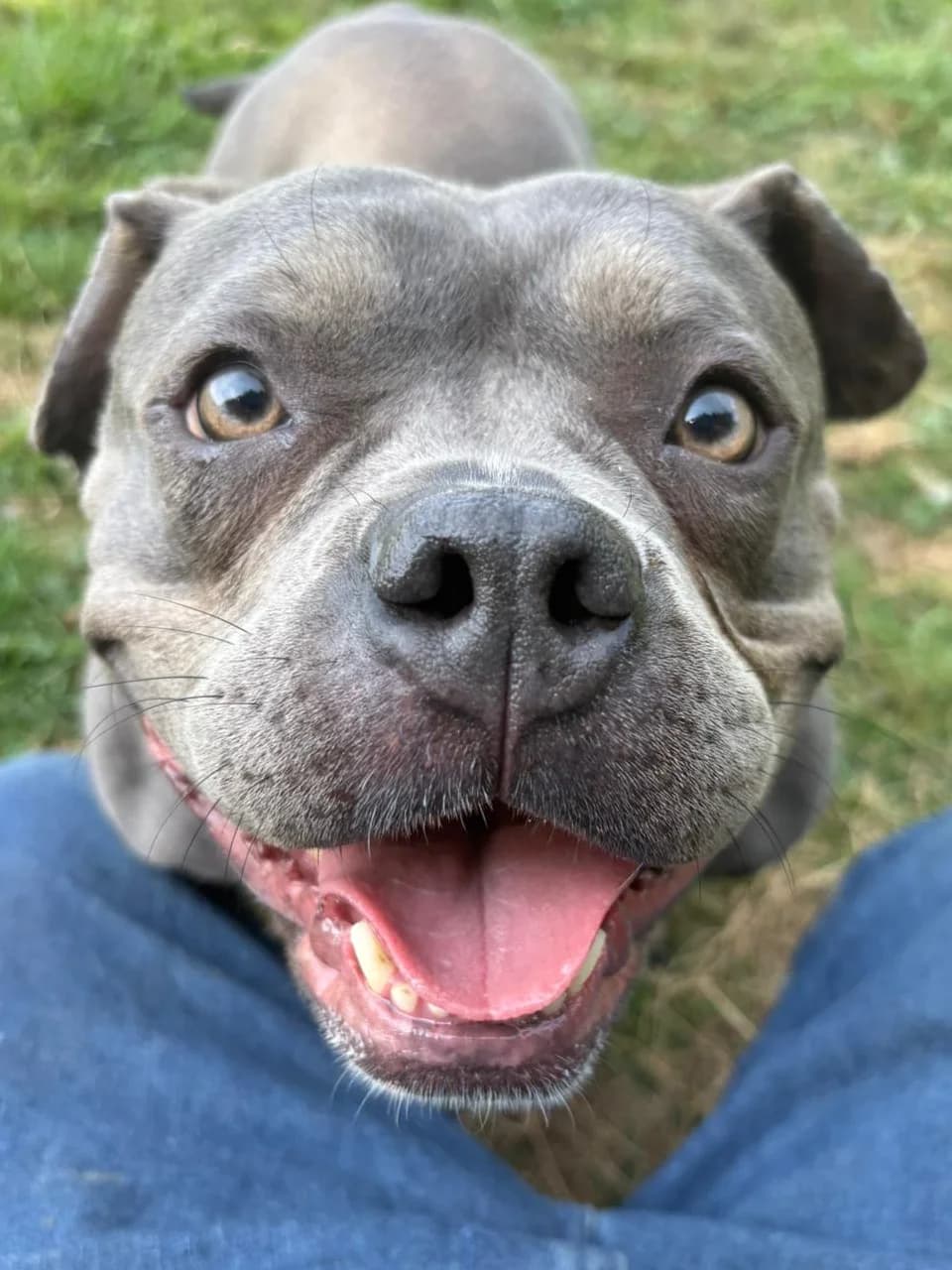 Angel, female mixed breed for adoption at Fetcher Dog