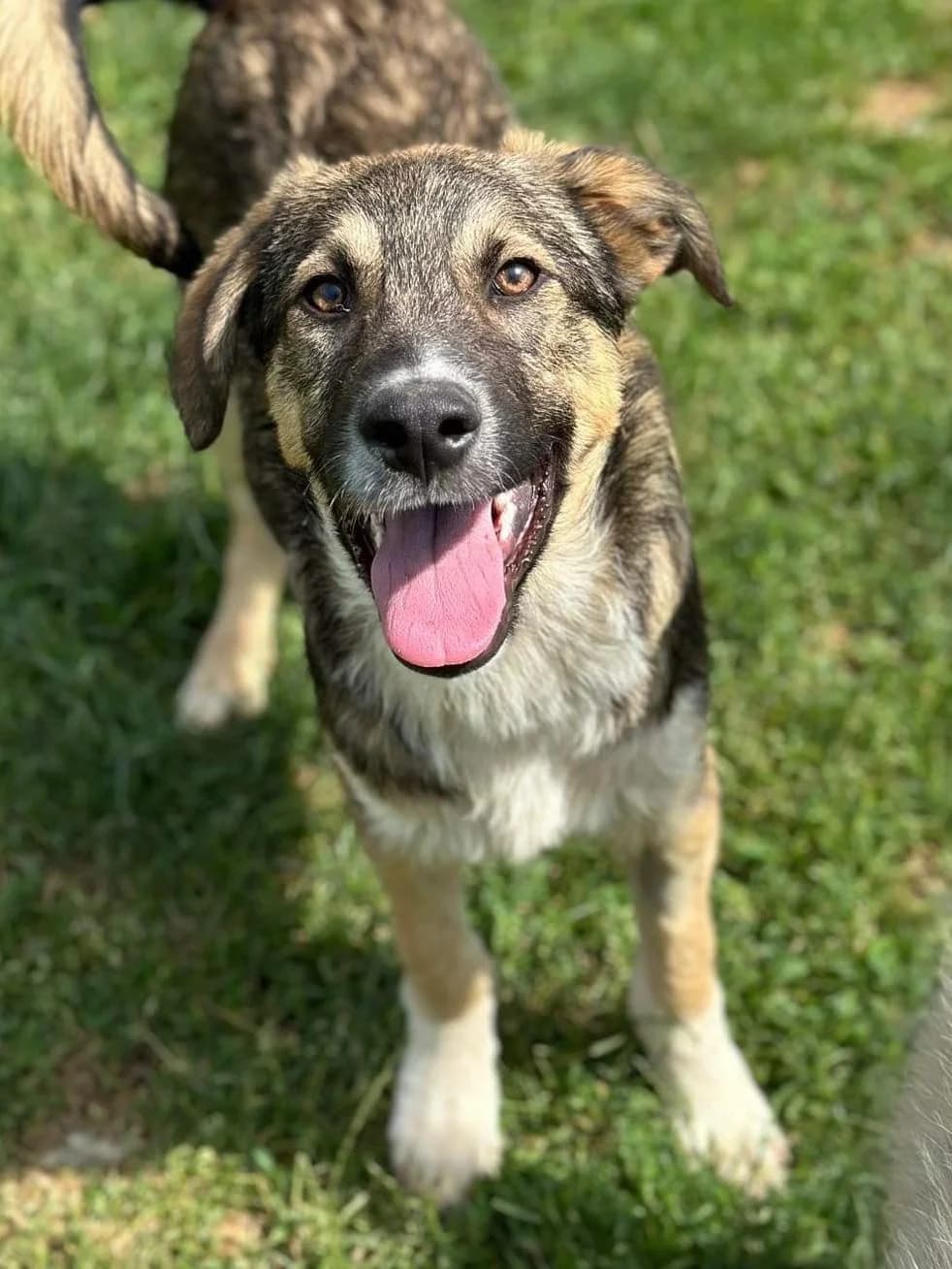 Benedict, male mixed breed for adoption at Fetcher Dog