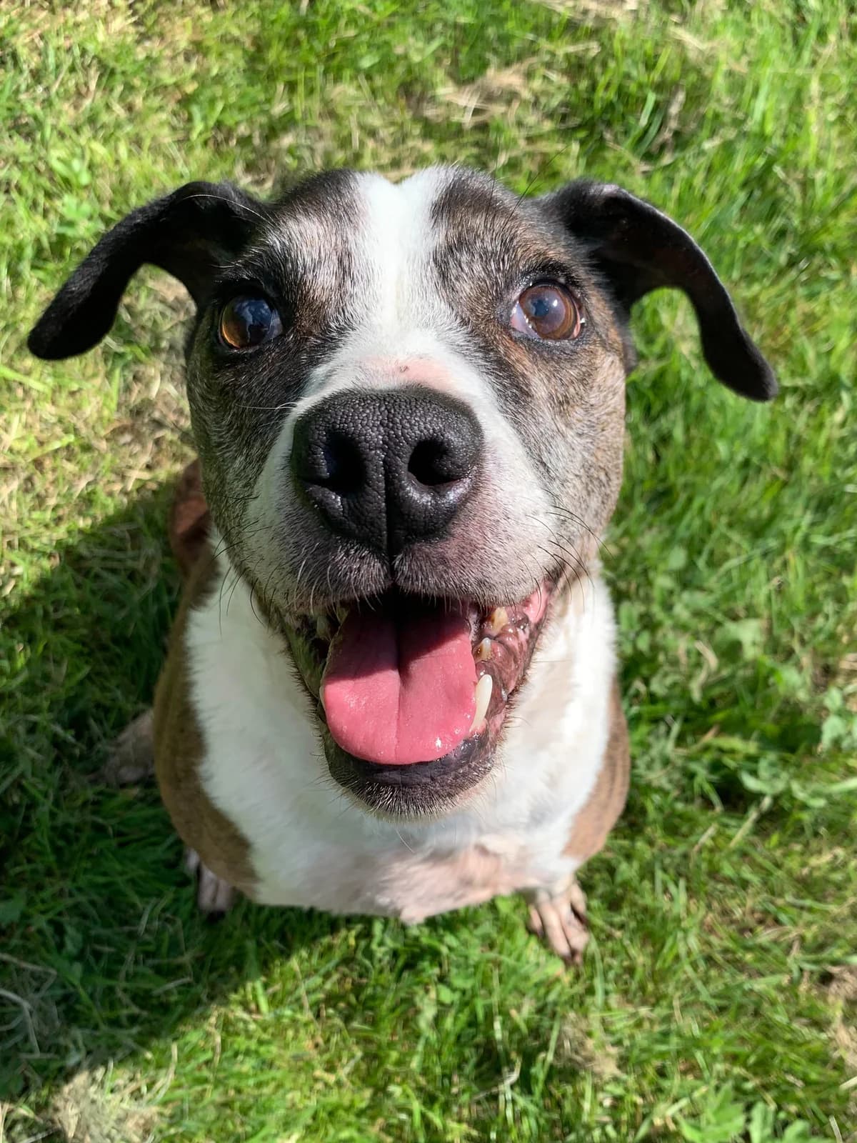 Eddie, male Staffordshire Bull Terrier for adoption at Fetcher Dog