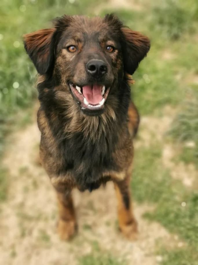 Hazel, female mixed breed for adoption at Fetcher Dog