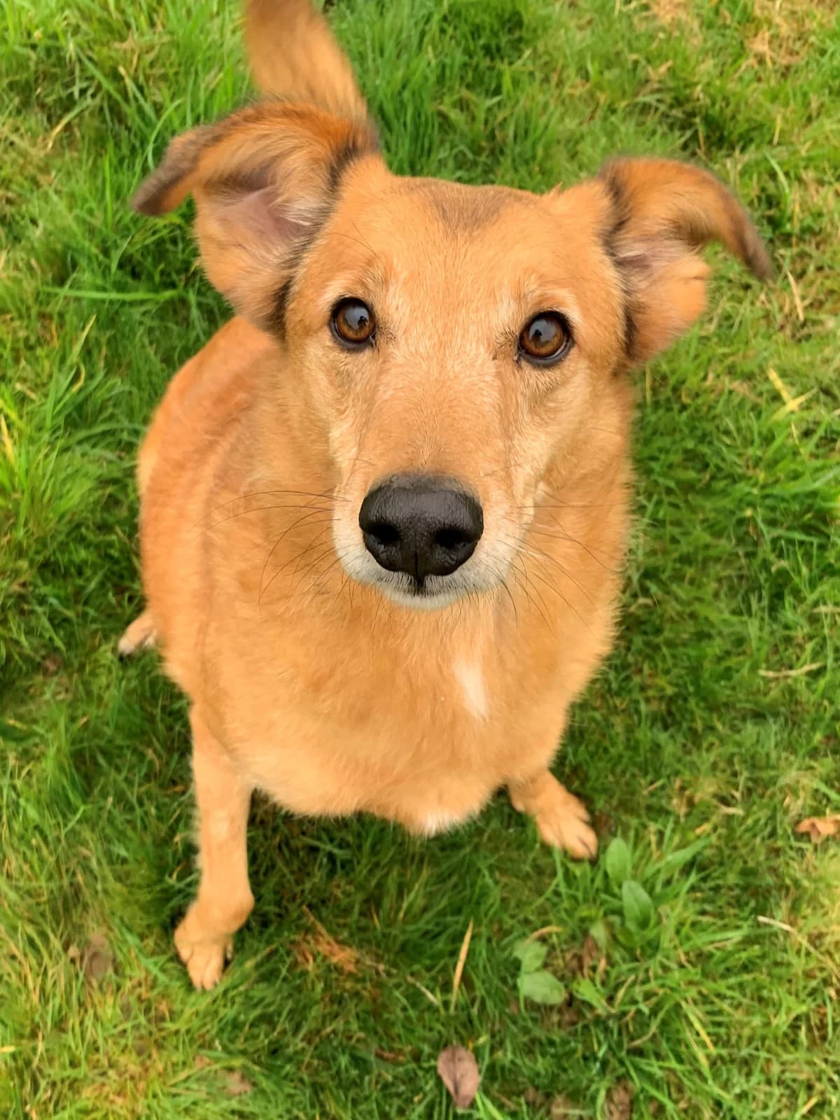 Ricky, male mixed breed for adoption at Fetcher Dog