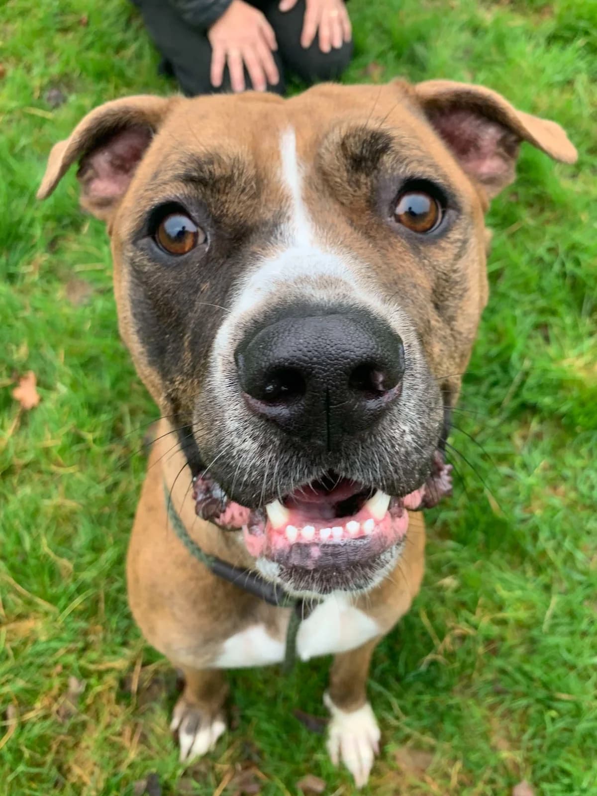 Sabrina, female mixed breed for adoption at Fetcher Dog