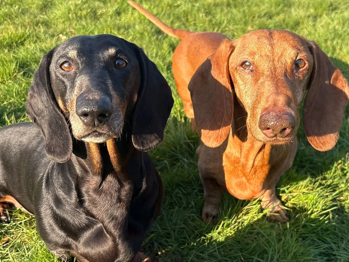 Sausage & Beans, male mixed breed for adoption at Fetcher Dog