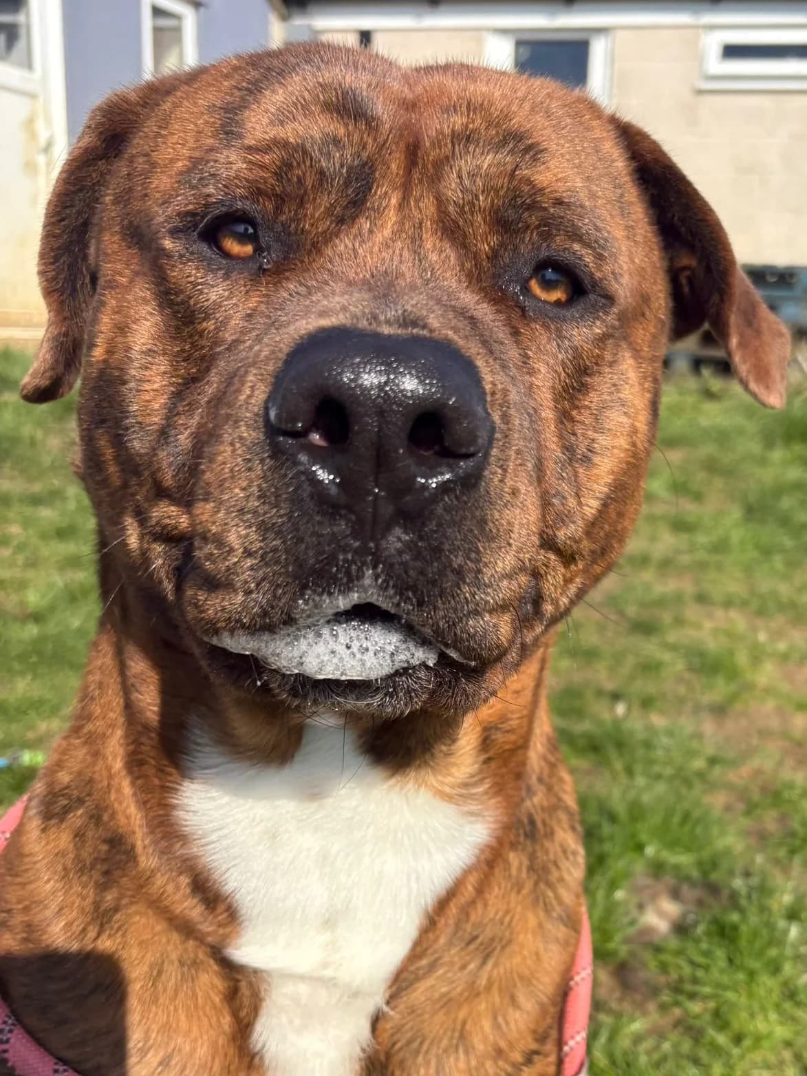 Tigger, male mixed breed for adoption at Fetcher Dog