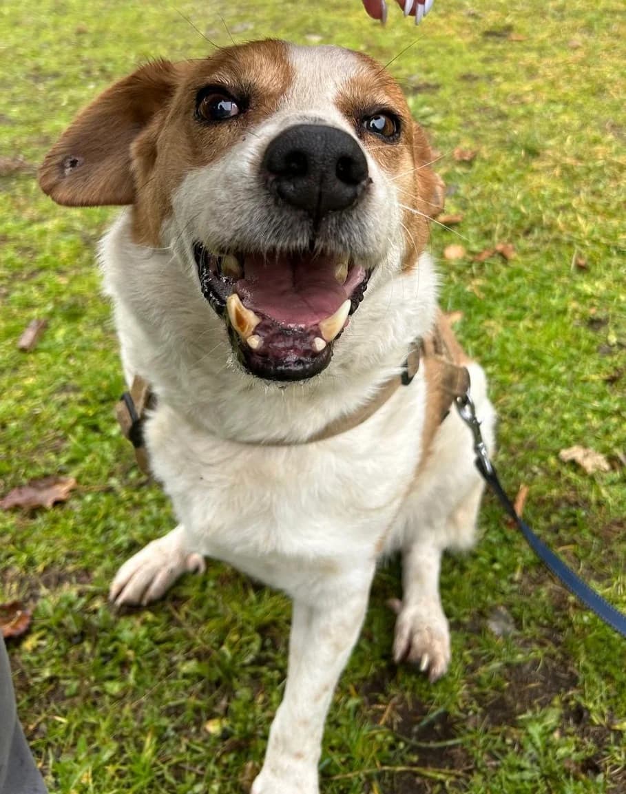 Tommy, male mixed breed for adoption at Fetcher Dog