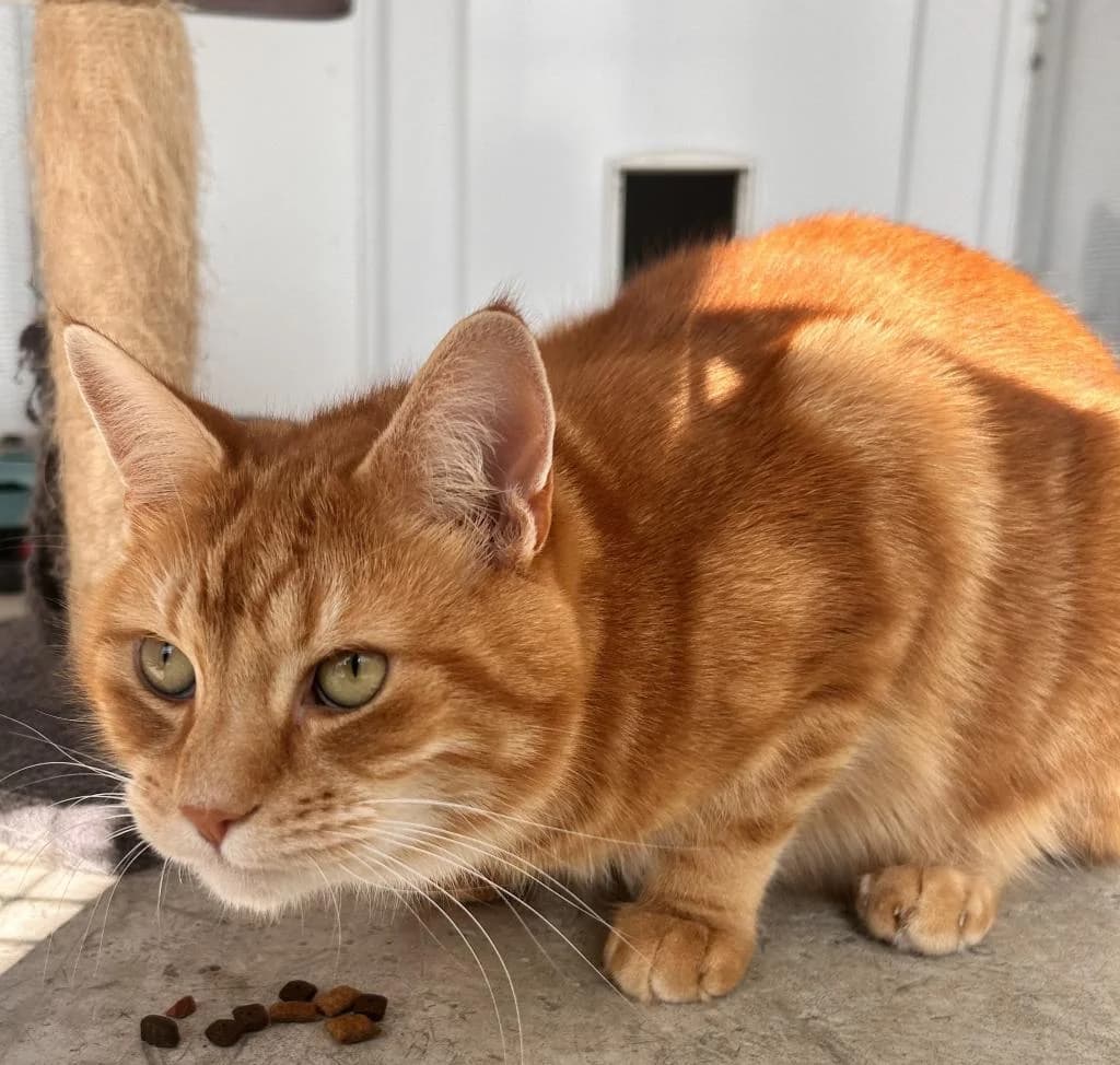 Fanta, male 3yo Mixed Breed for adoption at Fife Cat Shelter