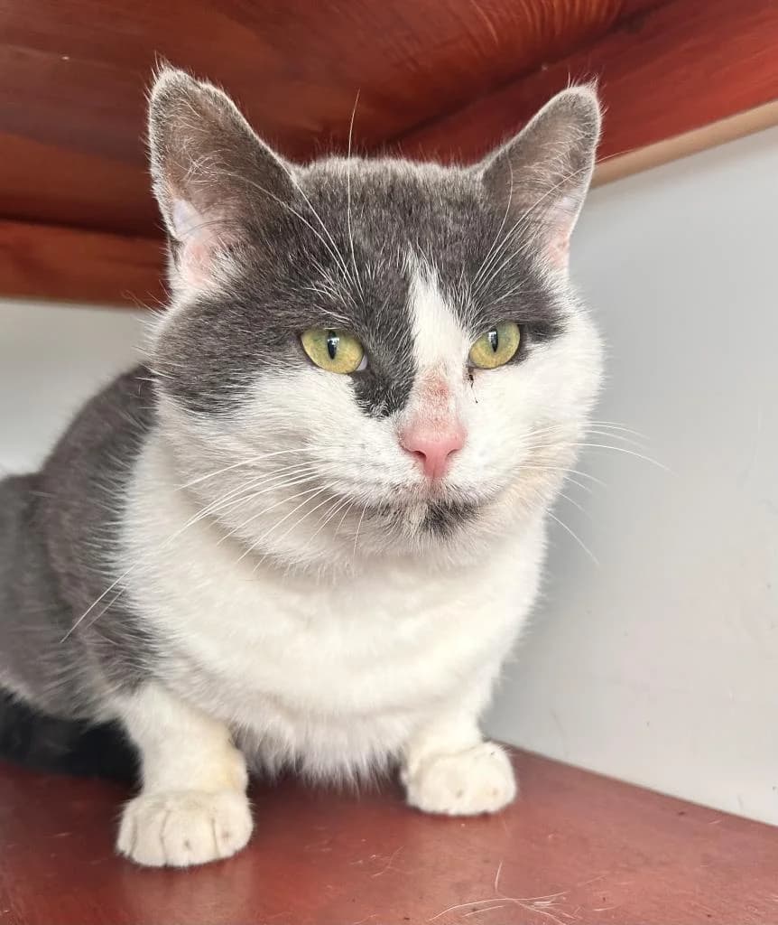 Asher, male 3yo Mixed Breed for adoption at Fife Cat Shelter