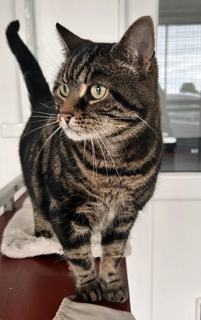 Sasha, female 7yo Mixed Breed for adoption at Fife Cat Shelter