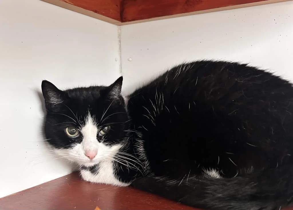 Biffy, female senior Mixed Breed for adoption at Fife Cat Shelter