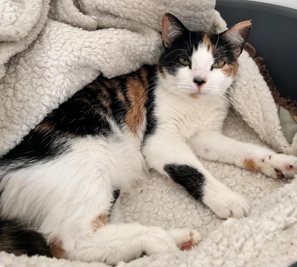 Daisy, female 3yo Mixed Breed for adoption at Fife Cat Shelter