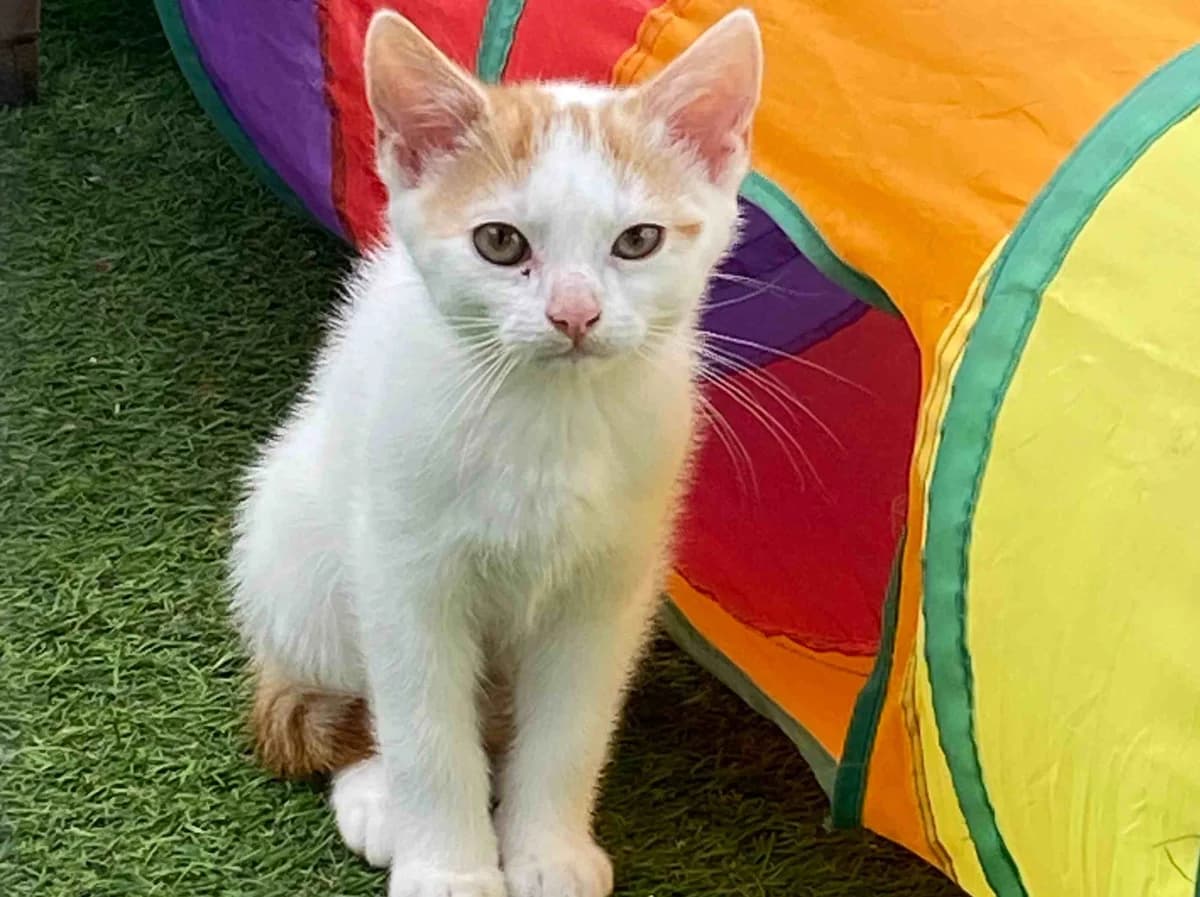 Butterscotch, male puppy Mixed Breed Cat for adoption at Filey Cat Rescue