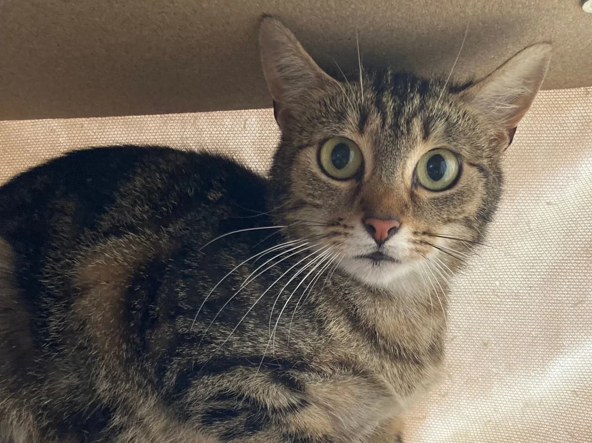 Mandy, female 5yo Mixed Breed Cat for adoption at Filey Cat Rescue