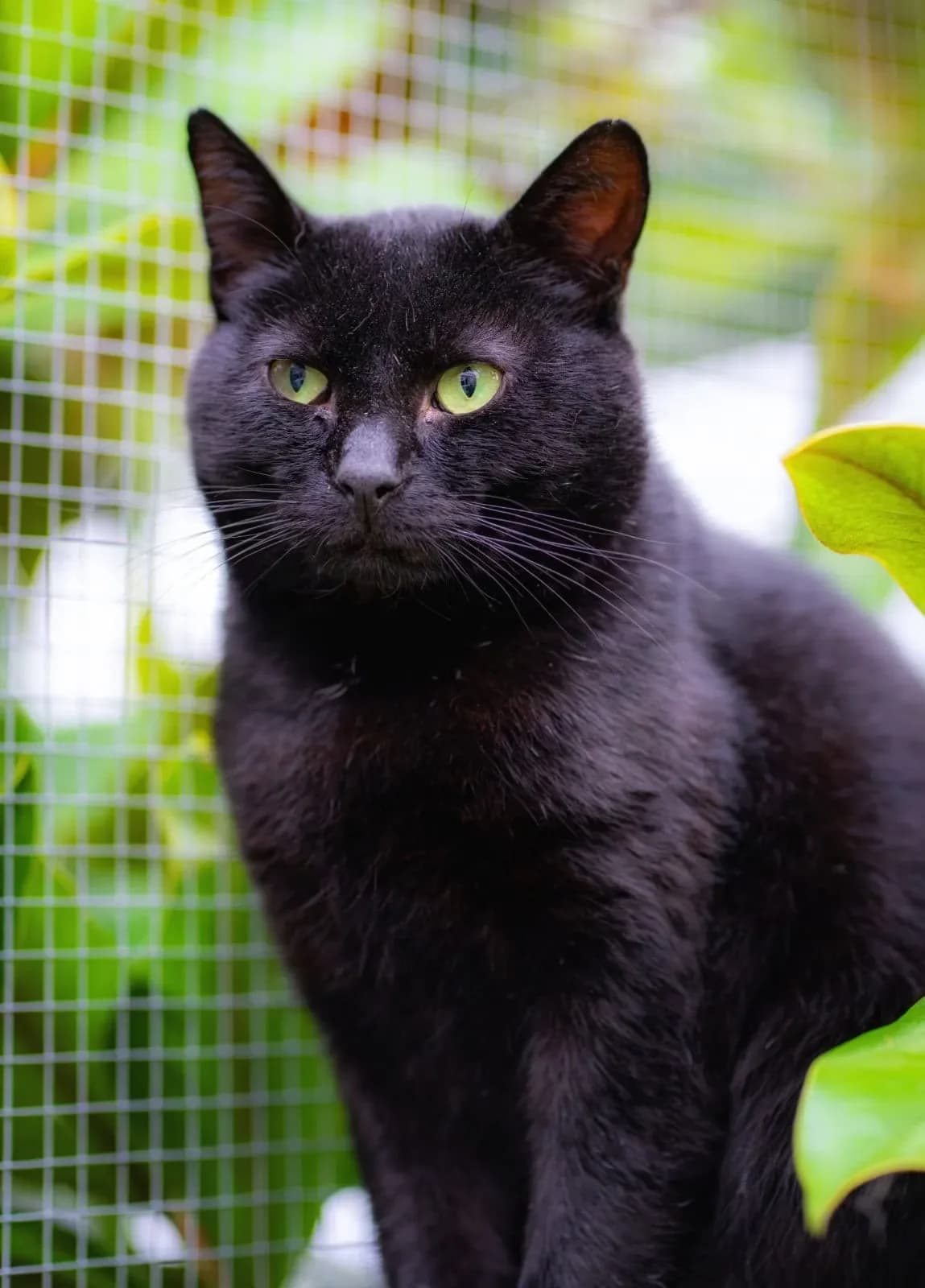 Feral Colony – Males, male young Mixed Breed for adoption at Flori