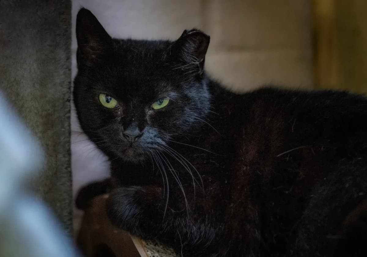 Mr & Mrs, female 4yo Mixed Breed for adoption at Flori