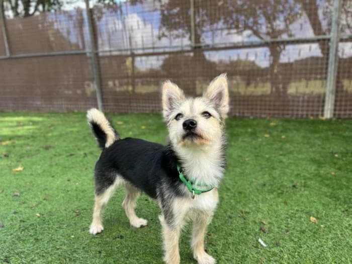 Dogs needing a home, Mixed Breed for adoption at Foal Farm Animal Rescue, Biggin Hill