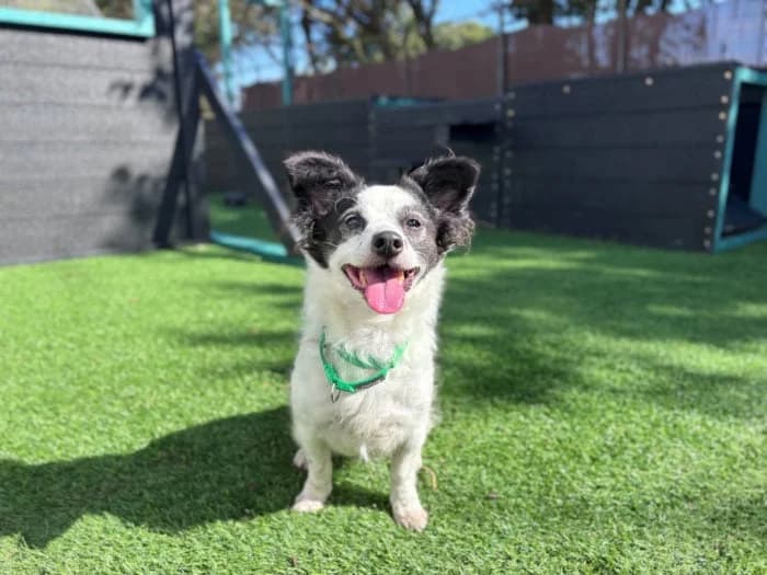 Dogs needing a home, Mixed Breed for adoption at Foal Farm Animal Rescue, Biggin Hill