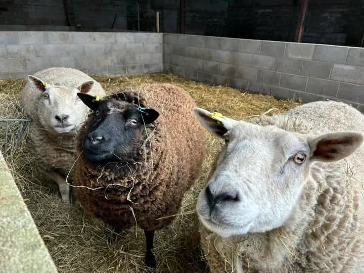 Curly, Molly and Tufty, mixed breed for adoption at Footprints Animal Sanctuary