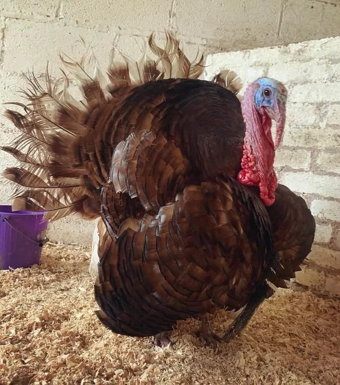 Edgar and his ladies, male mixed breed for adoption at Footprints Animal Sanctuary