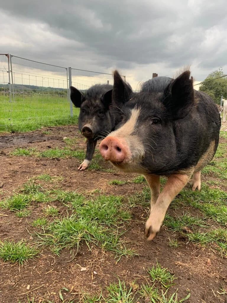 Freddie and Mike, 4yo mixed breed for adoption at Footprints Animal Sanctuary