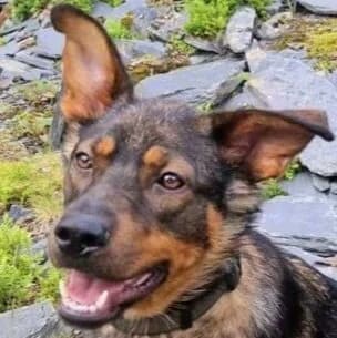 Ava, Mixed Breed for adoption at Forest Dog Rescue