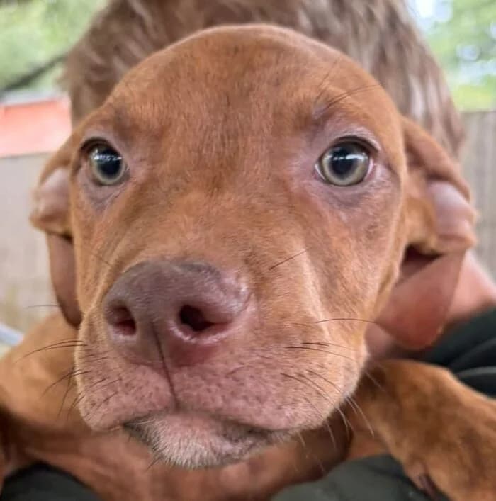 Boston, mixed breed for adoption at Forest Dog Rescue