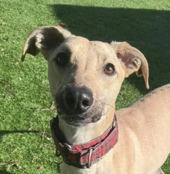 Cheddar, Lurcher for adoption at Forest Dog Rescue