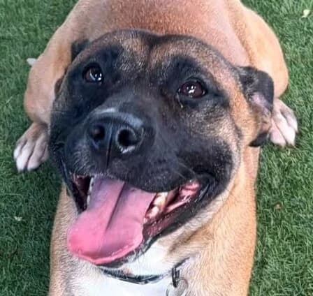 Courtney, Mixed Breed for adoption at Forest Dog Rescue