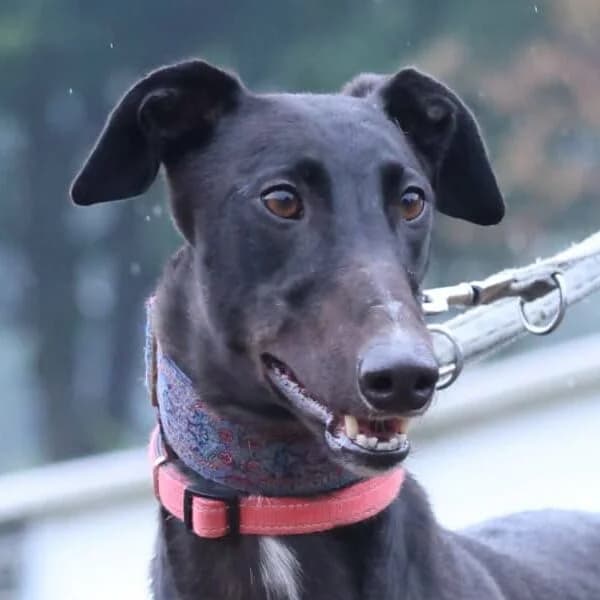 Dec, Greyhound for adoption at Forest Dog Rescue